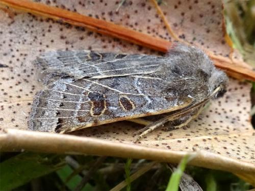 Agrochola lunosa